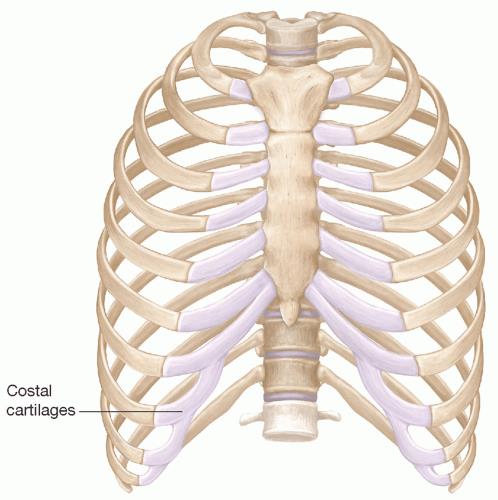 role of rib graft in rhinoplasty