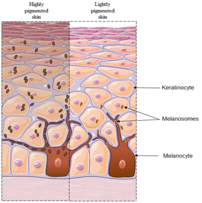 Difference between Highly Pigmented and lightly pigmented skin